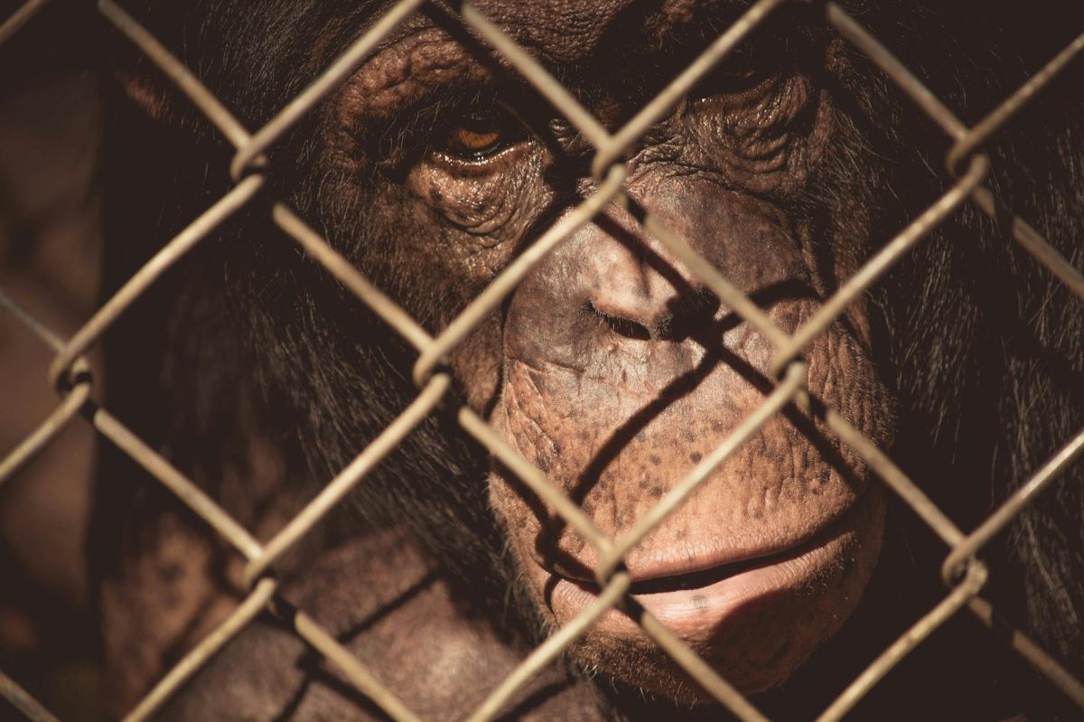 The Dark Side of Cute: How Viral Chimpanzee Videos Are Exposing a Sinister Industry