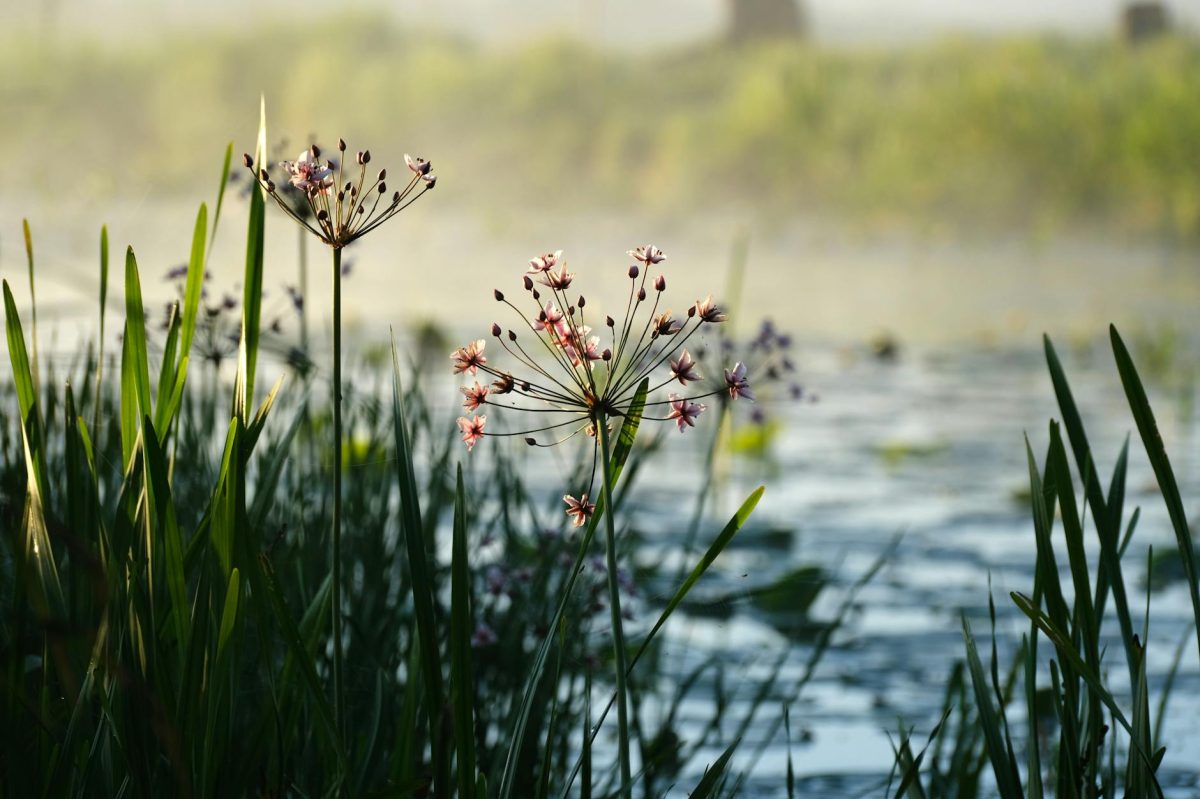 The Carnivorous Guardian: Uncovering the Secret Struggle of Sundews in Our Flood-Defence Dilemma