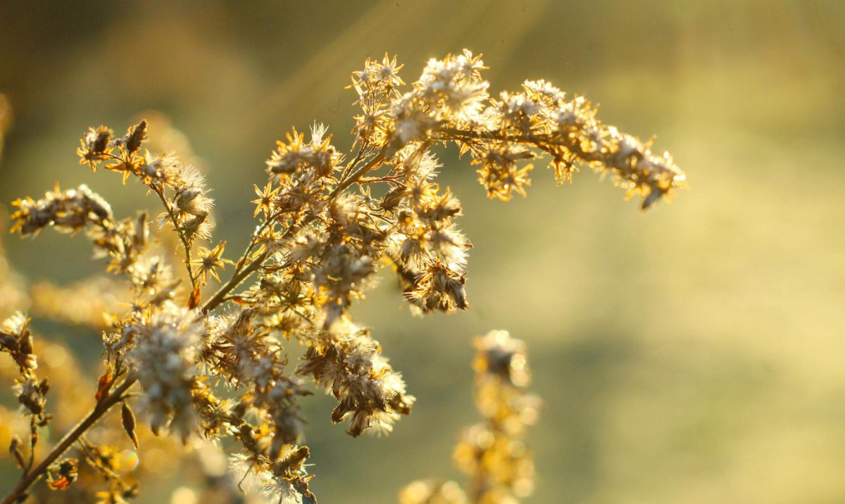 How To Bring Bioluminescent Magic to Your Home in 5 Steps