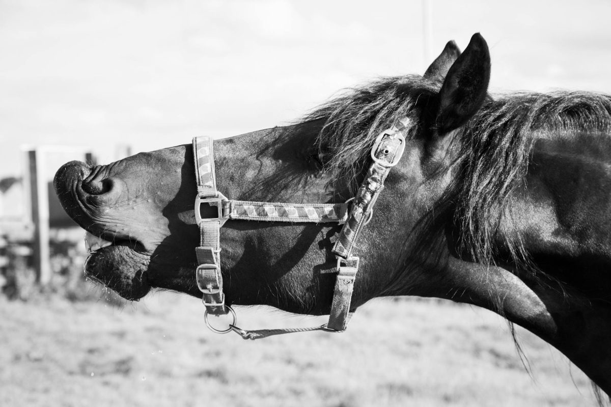 The Whinny Whisperer: Scientists Unravel the Terrifying Truth Behind Horses' Iconic Neighs