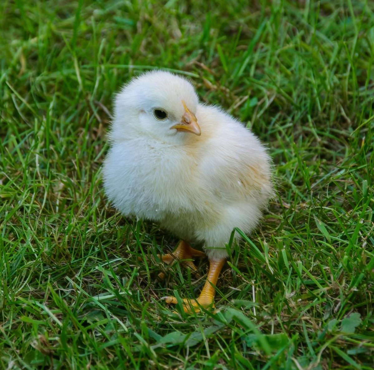 10 Stunning Details About Steve Backshall's Rare Orcas Sighting That Will Keep You Up Tonight