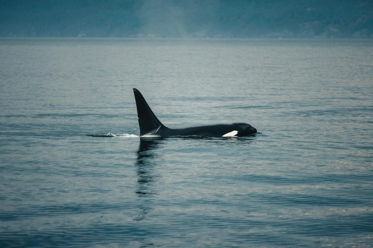 Turning Point: Backshall's Rare Sighting of UK's Last Surviving Orcas Sparks Hope for Conservation