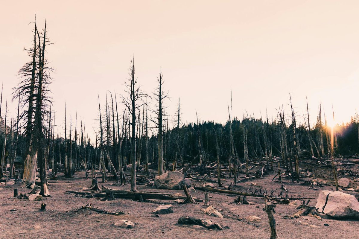 Eight More Wolves Found Dead in Italian National Park Amid Poisoning Suspicions