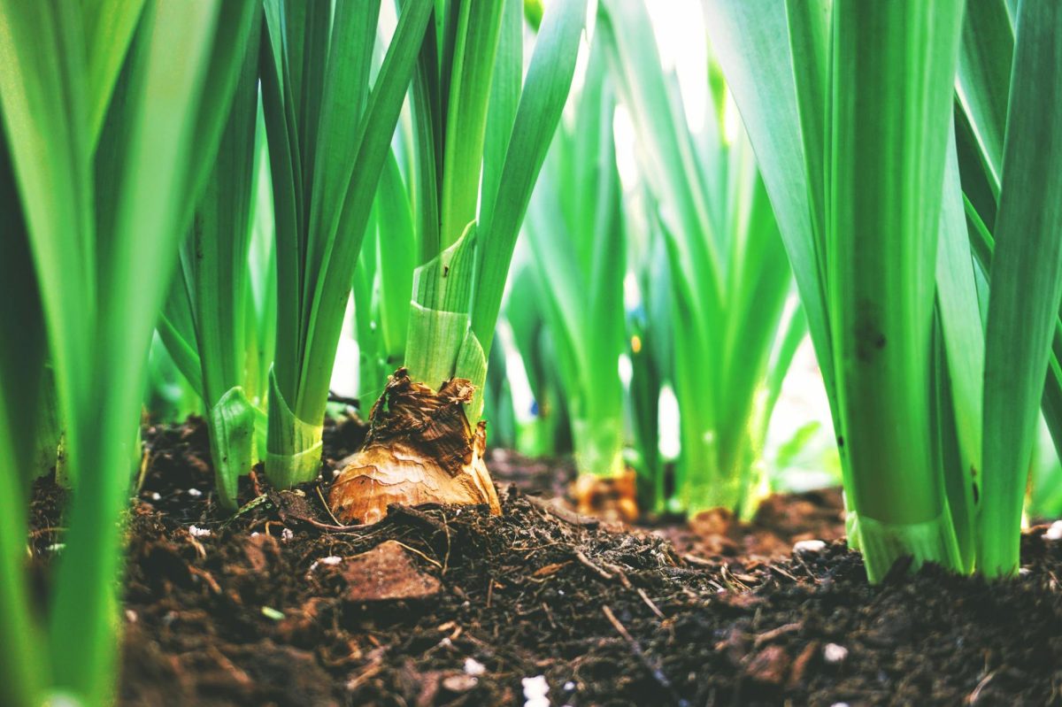 Hidden: The Part of Spring Bulb Planting The Media Is Not Telling You