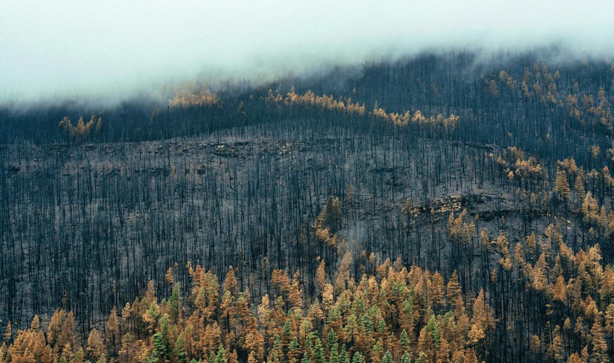 Japan Battles Largest Wildfire in Decades: 11-Day Blaze Contains Almost 5 Times the Size of Central Park