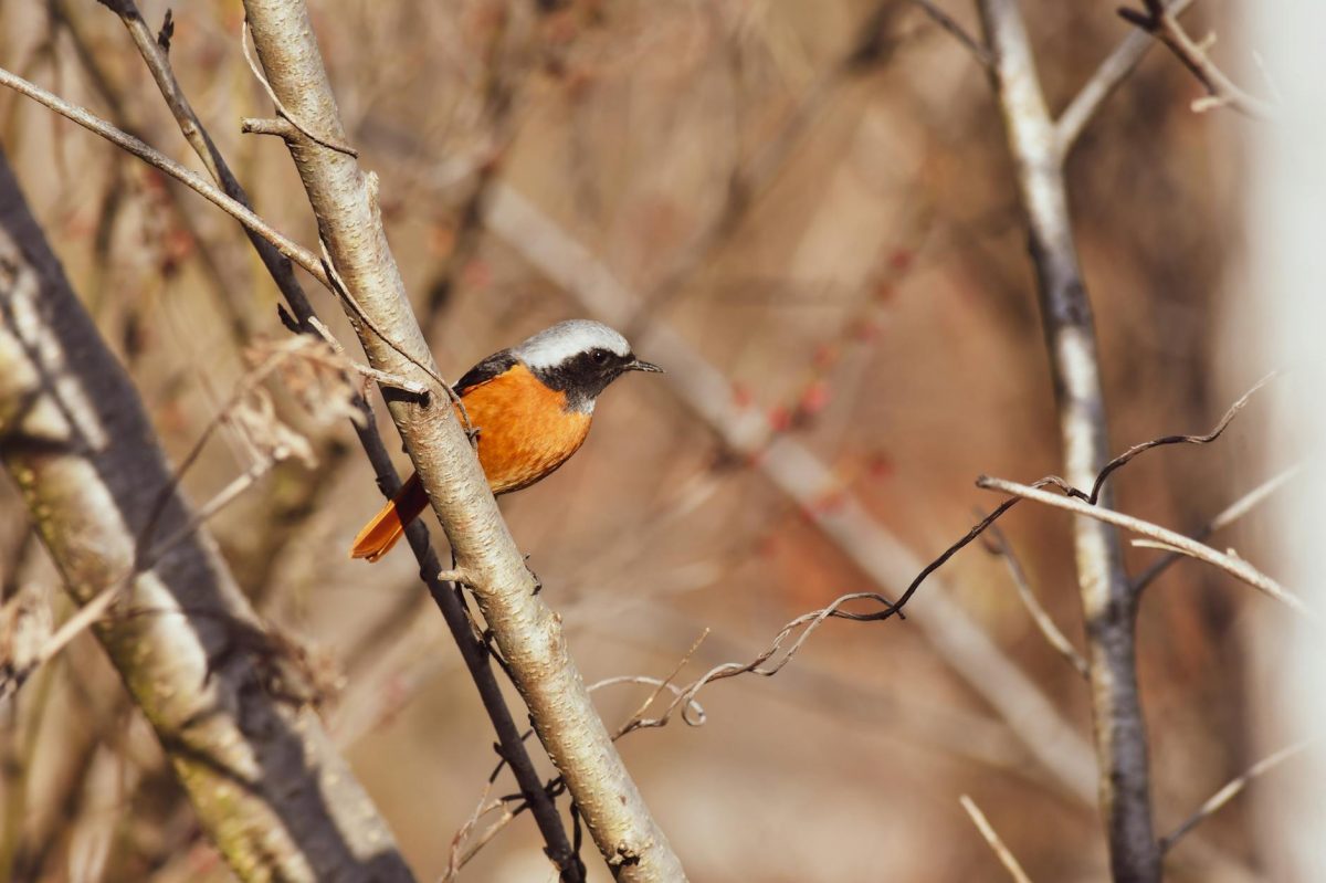 Reality: 70-Year-Old Japanese Birdwatcher's Quest Amid Environmental Change