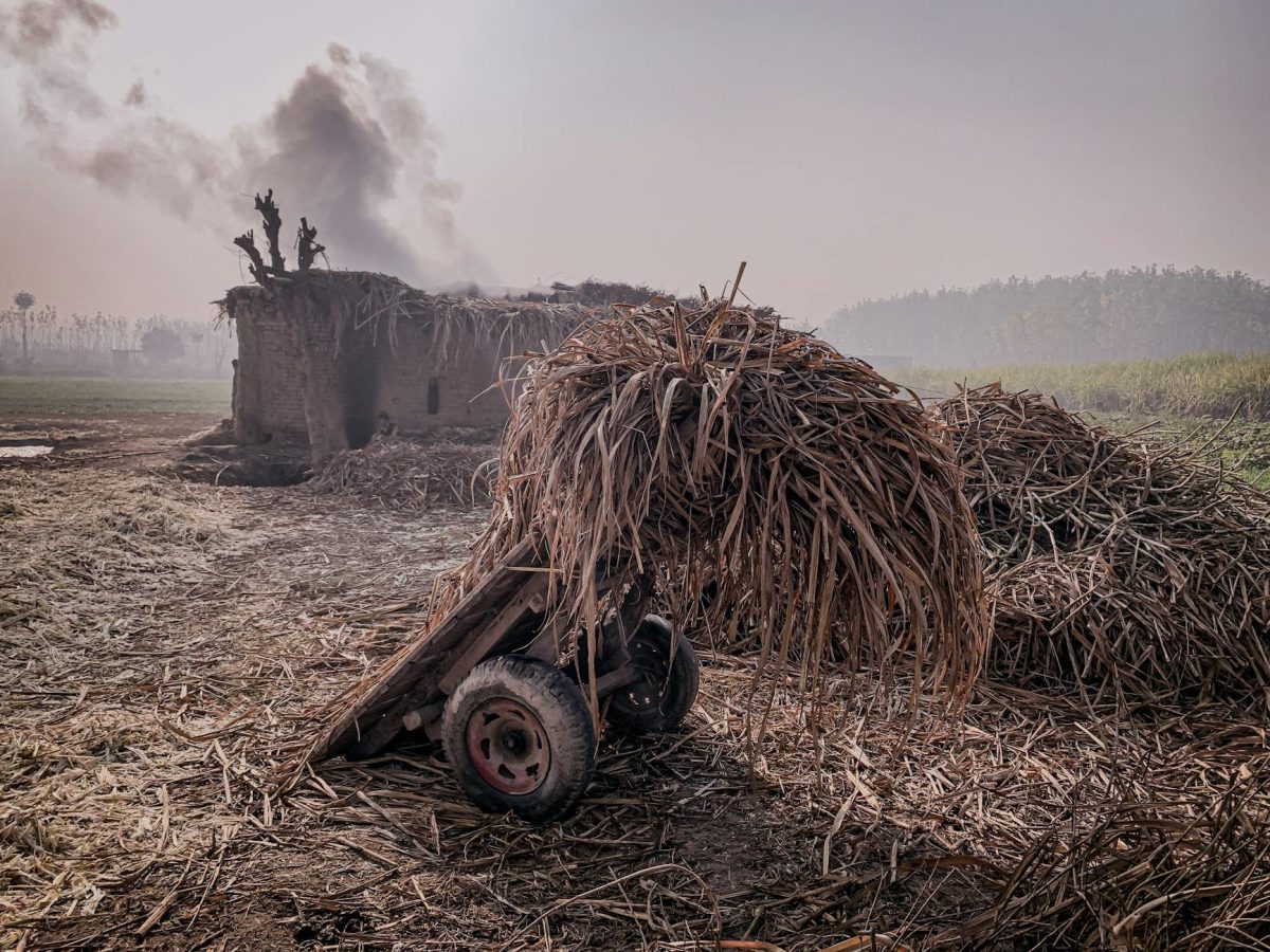 Union Cabinet Raises Sugarcane FRP by u20b910 Per Quintal to Protect Farmers' Interests