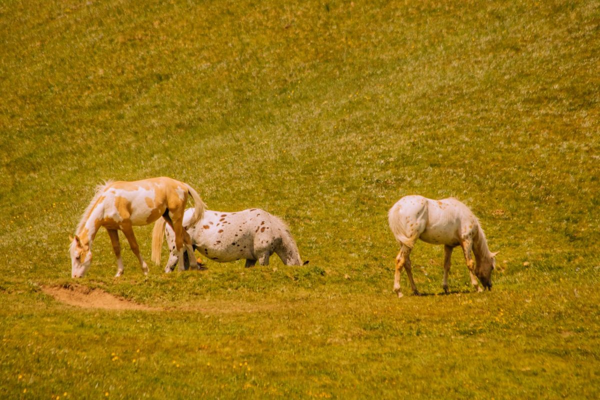 Hidden: The Part of Rare Caucasian Horses the Media Is Not Telling You