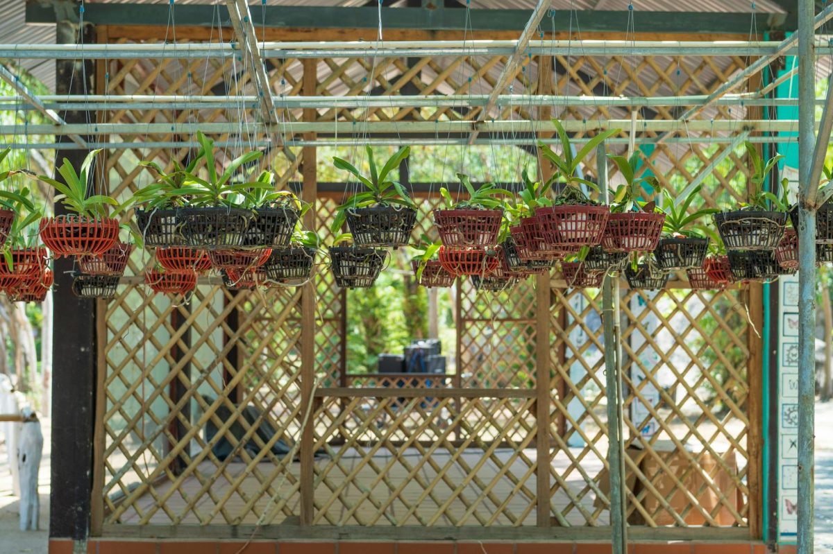 New Orchid Varieties Emerge After Decades of Secretive Breeding