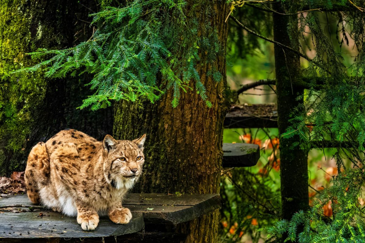 Big Cat Summit in New Delhi Postponed Amid International Representation Concerns