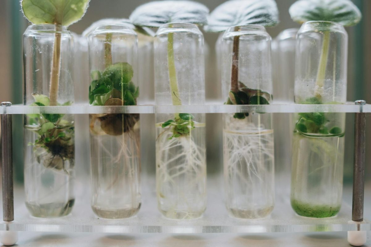 Plant-Based Compound in Goat's Rue Inspires Development of Metformin Alternative