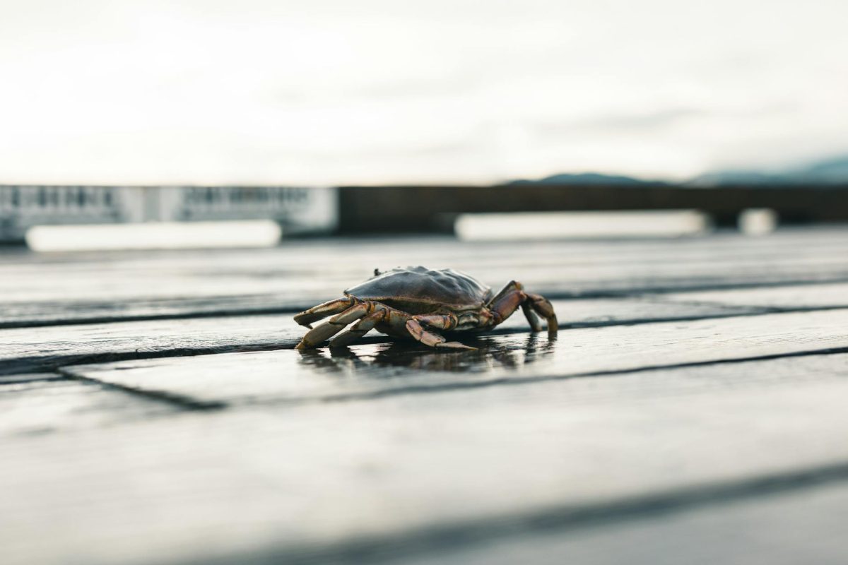 Nagasaki University-Led Team Finds Crab Sidewalking Originates from 200-Million-Year-Old Ancestor