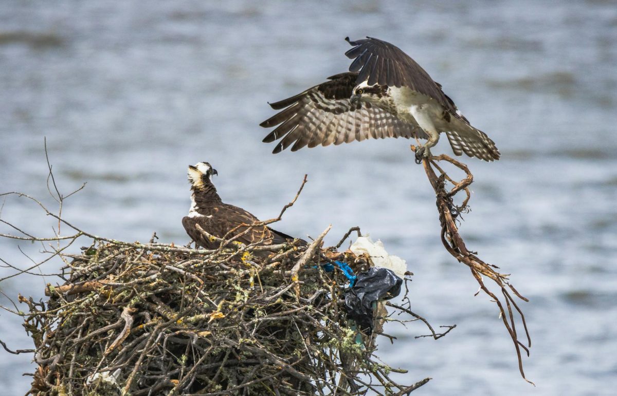 Britain's Protected Birds of Prey Still Being Shot, Trapped, and Poisoned, Says RSPB