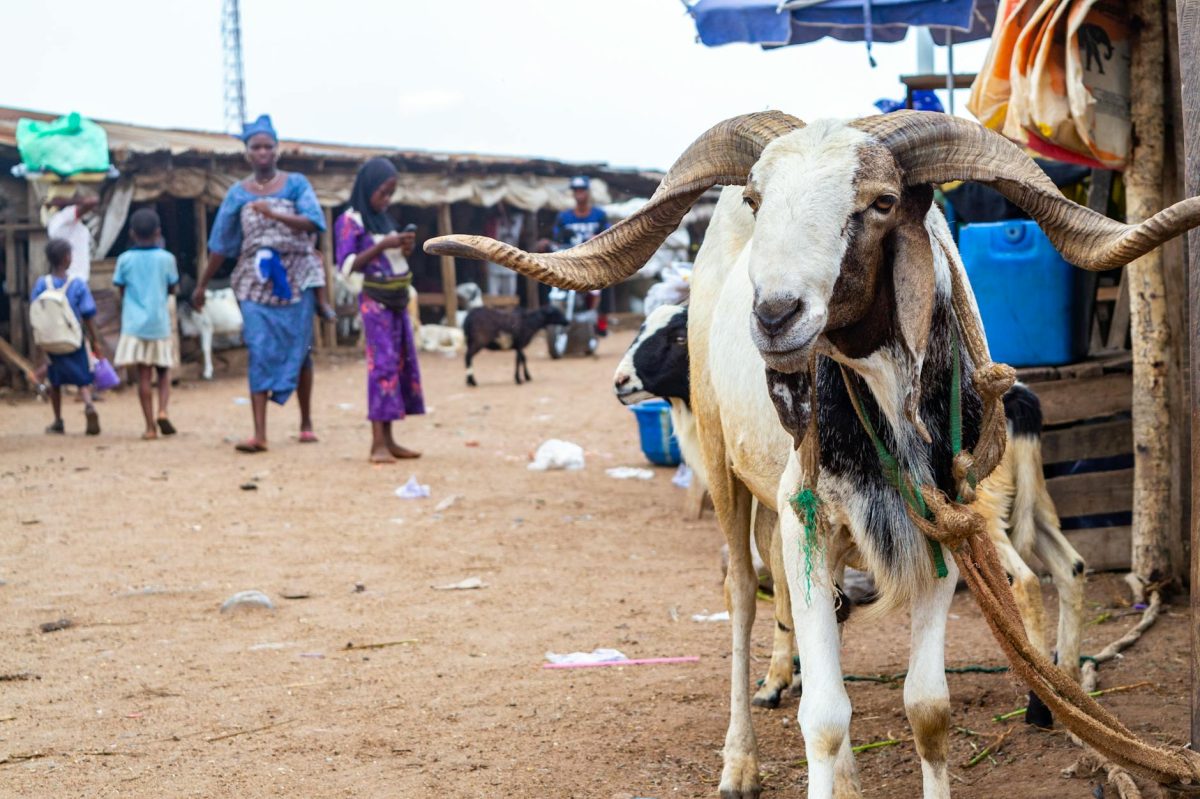 Myth: The Luxury Ram Myths People Believe (And What Is Actually True) in Nigeria's Eid Crisis
