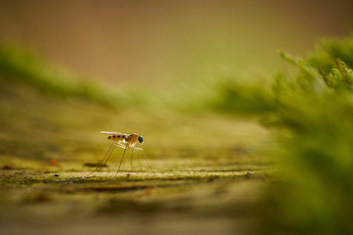 The Truth About Mosquitoes and Insect Repellent Is More Complicated Than You Think