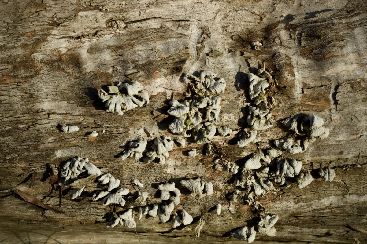 New Fungus Species Raises Hopes for Native British Habitats Affected by Invasive Moss