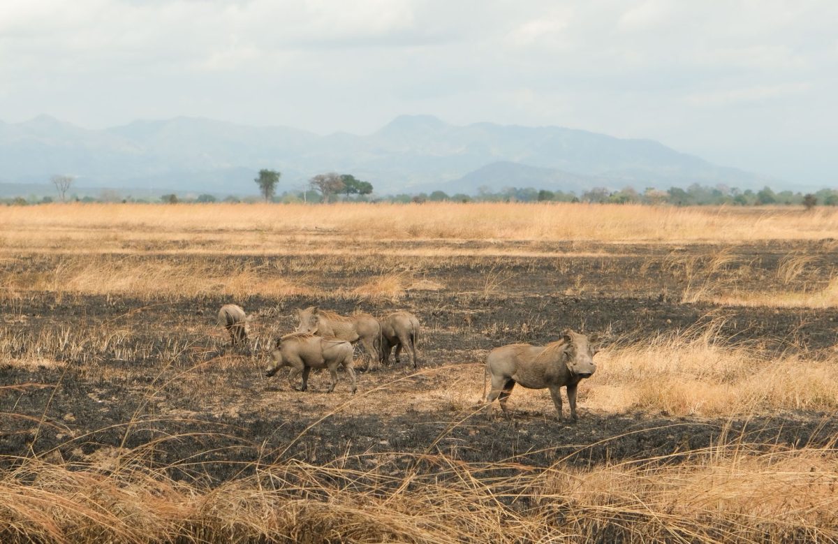 Kruger Park Murders: Two Arrested in Mozambique, Extradition Process to Begin