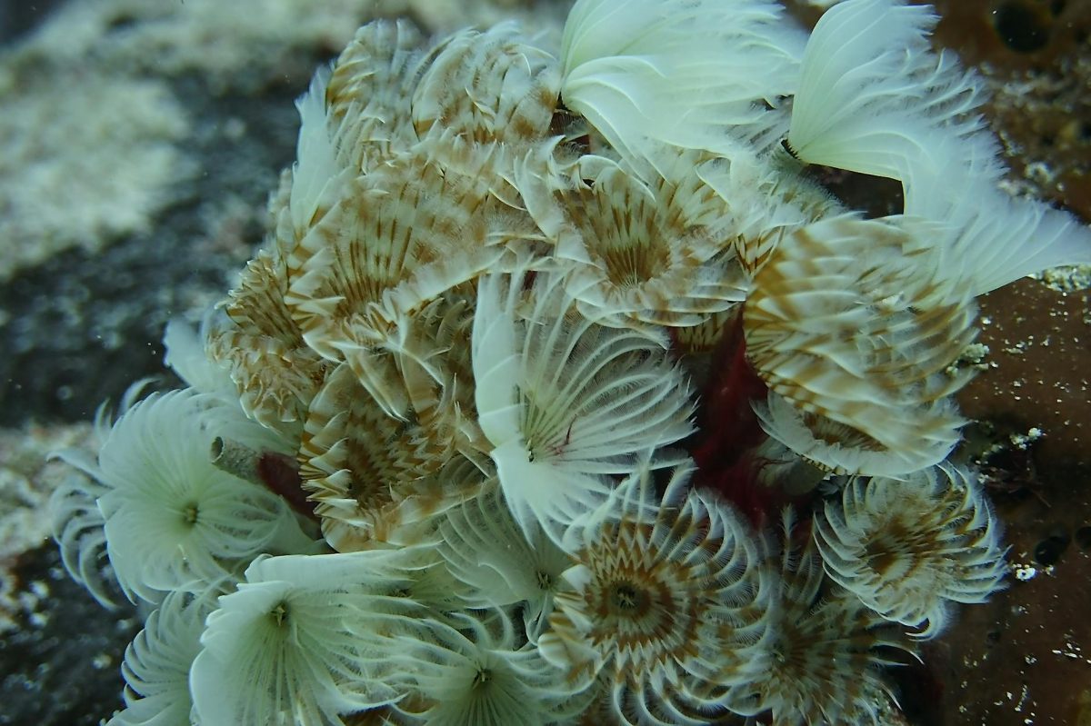 Scientists Just Discovered a New Species of Seabed-Dwelling Worms in the Mariana Trench