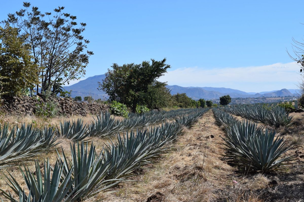 India's Wild Agave Plants Become New 'Blue Gold' for Domestic Spirits Industry