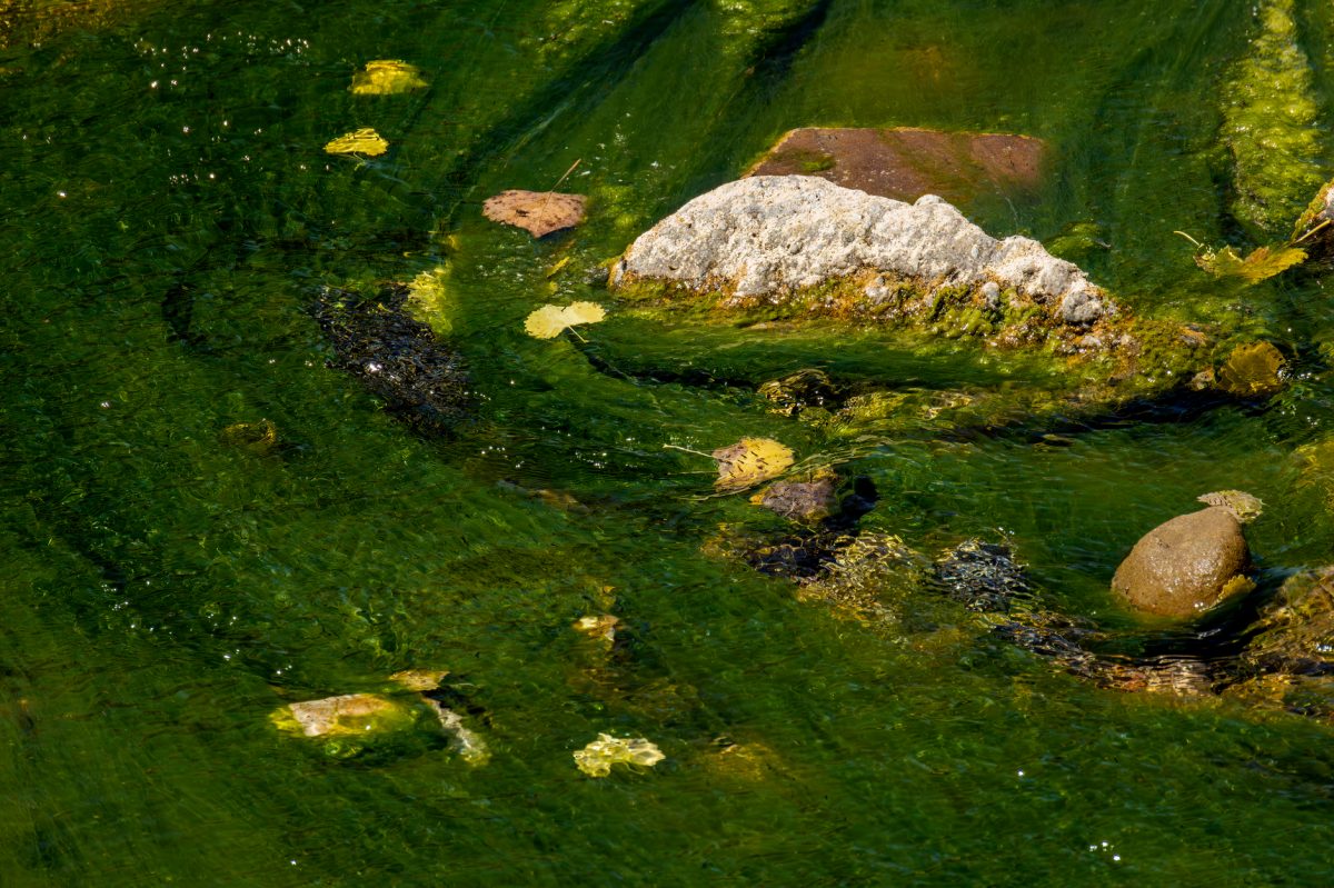 Algae Clouds Reflecting Pool Vision, Scientists Not Surprised by Trump's Algae Issue