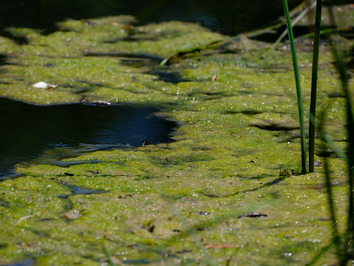 Turning Point: President Trump's $14 Million Algae Bloom Fiasco at the Lincoln Memorial Reflecting Pool
