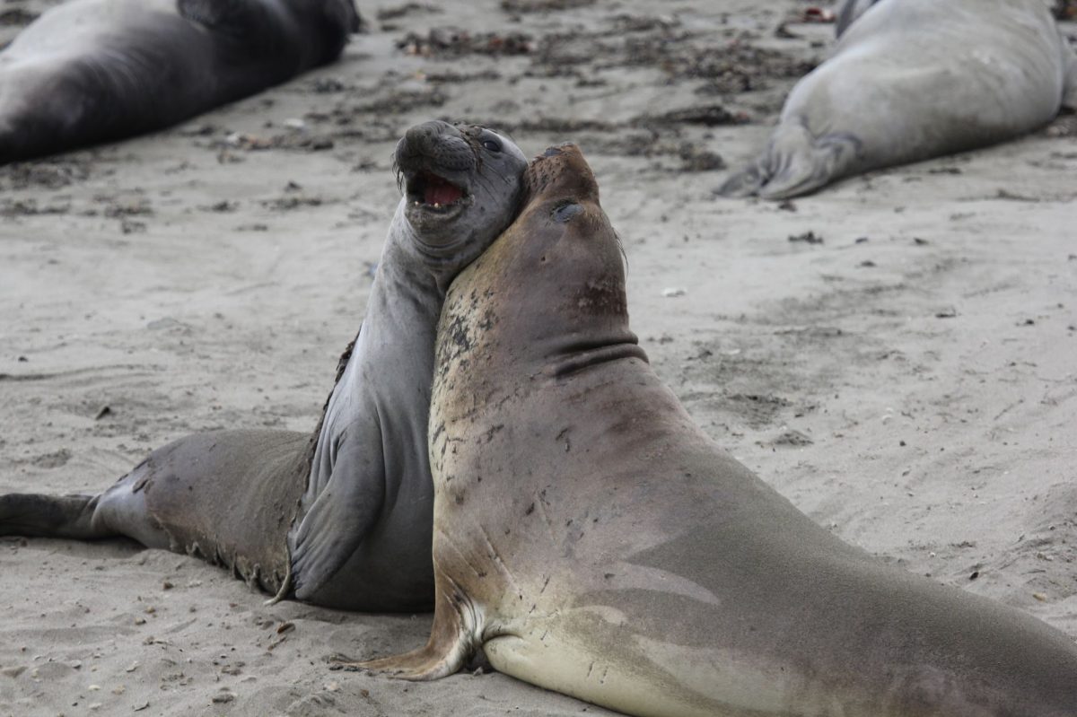 Australia Reports Bird Flu Kills 13,000 Elephant Seal Pups in Heard and McDonald Islands