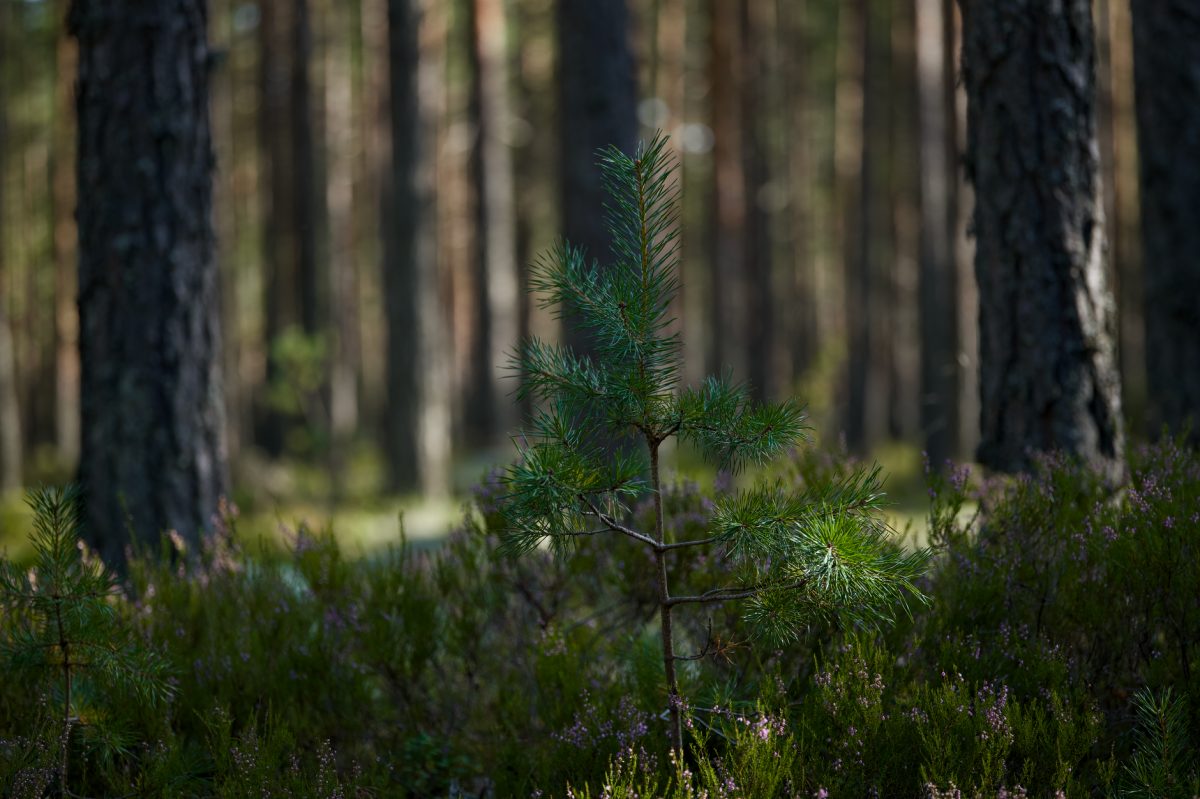 Future Generations at Risk if Tree Planting Targets Not Met, Experts Warn