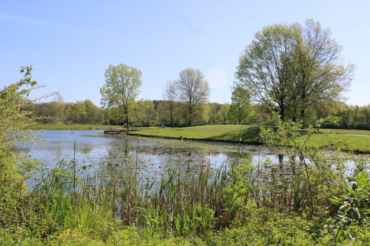5 Key Facts About Rights of Nature and Lough Neagh's Future — a Possible Personhood Path