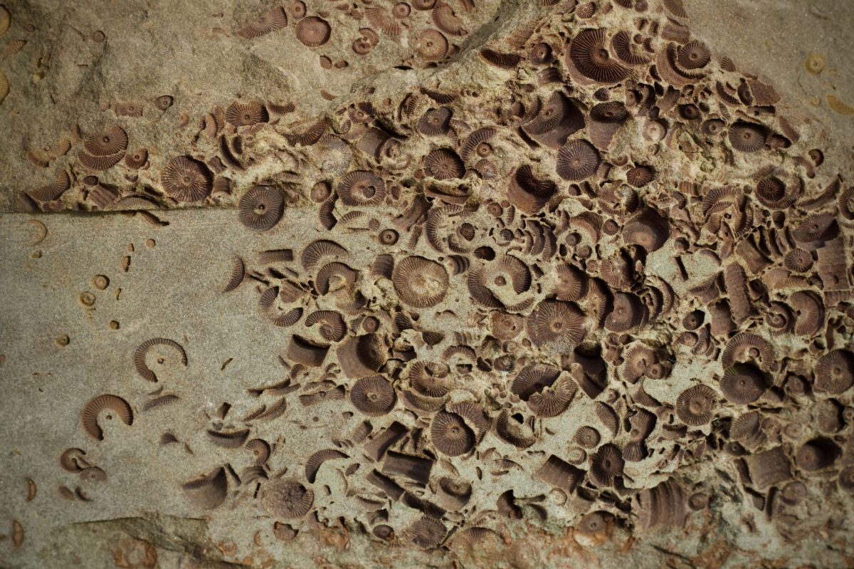 First Dinosaur Bone from Antarctica Found in a Drawer, 38 Years After Collection