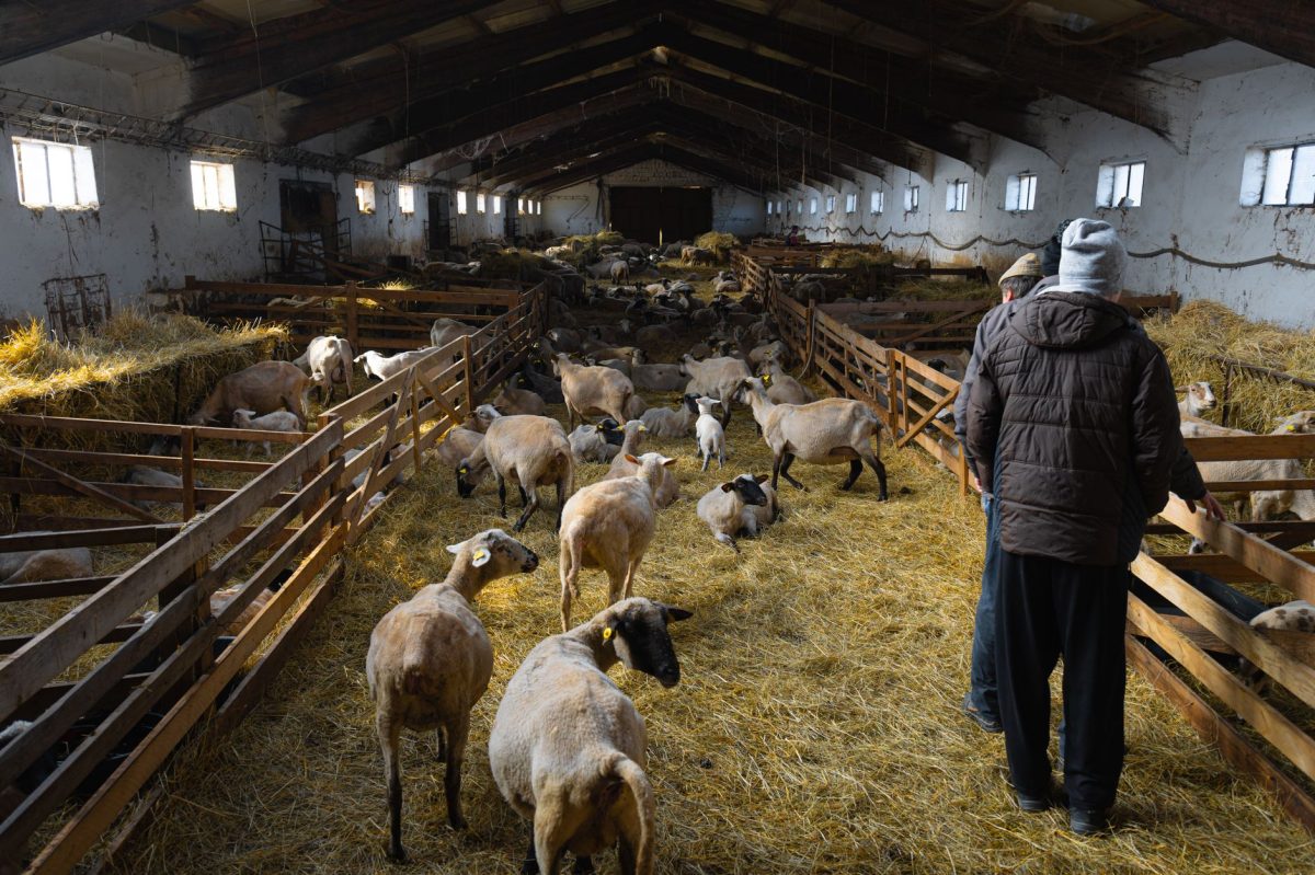 Sheep Detectives Expose Flock's Mysterious Illness in Rural Oregon