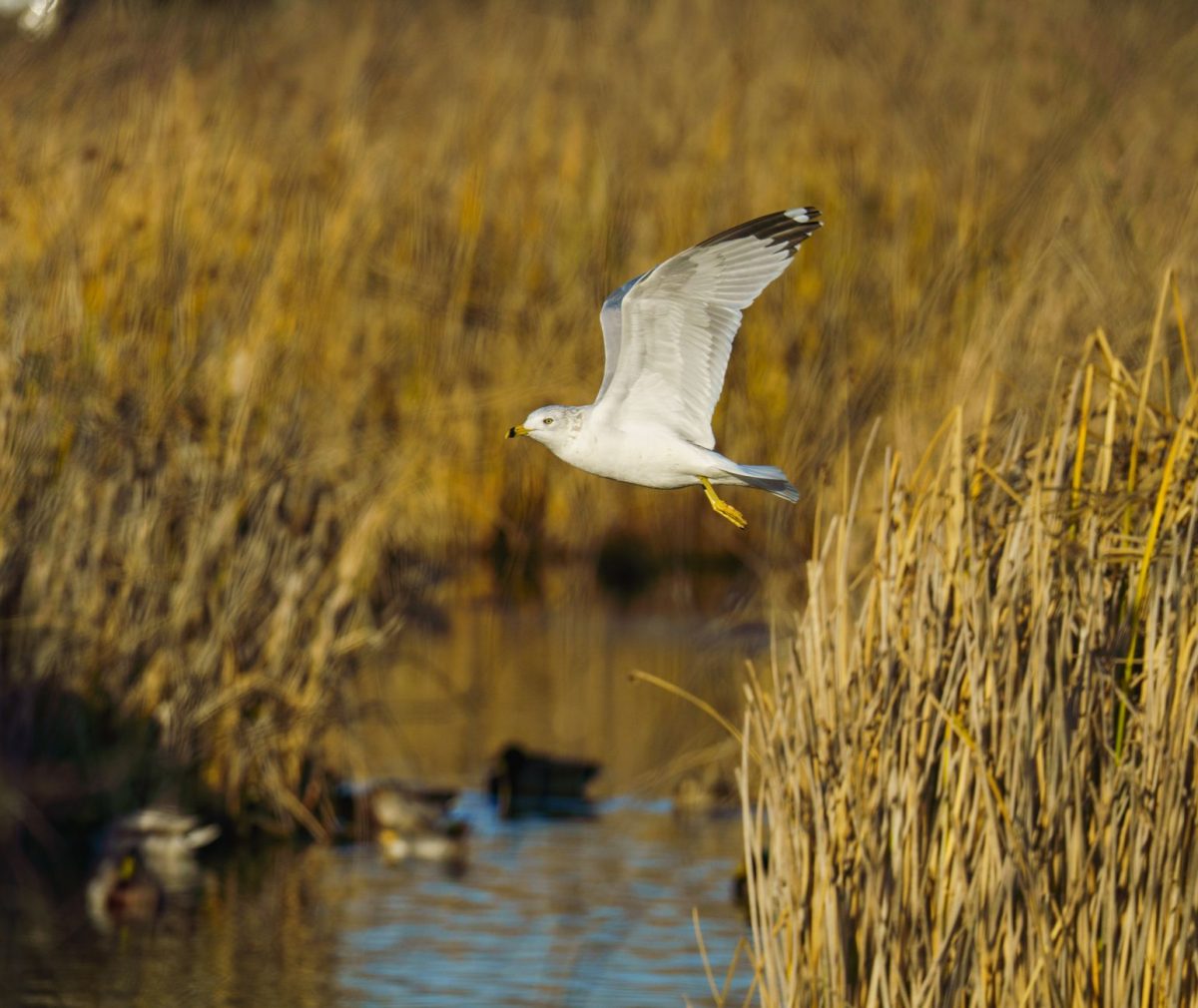 Scotland's First Gull Ranger Seeks Harmony in Eyemouth