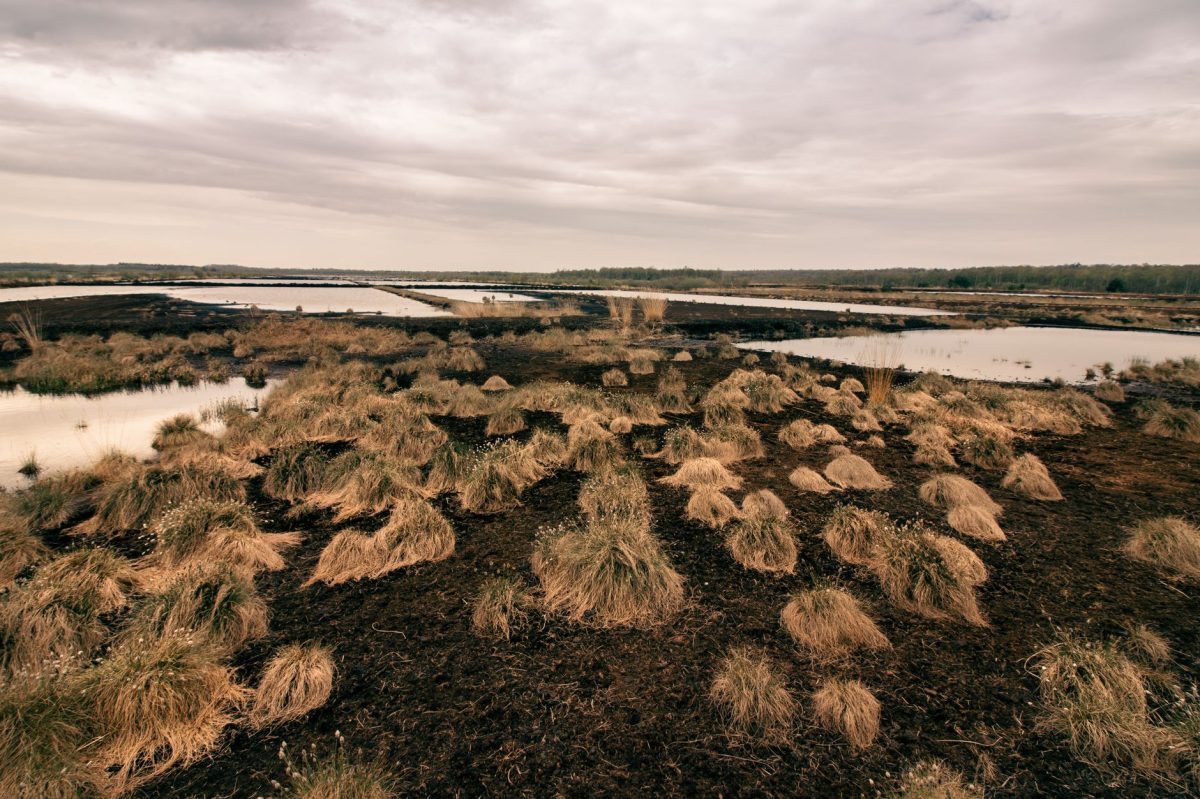 The Peatland Restoration Update Everyone Is Talking About Today