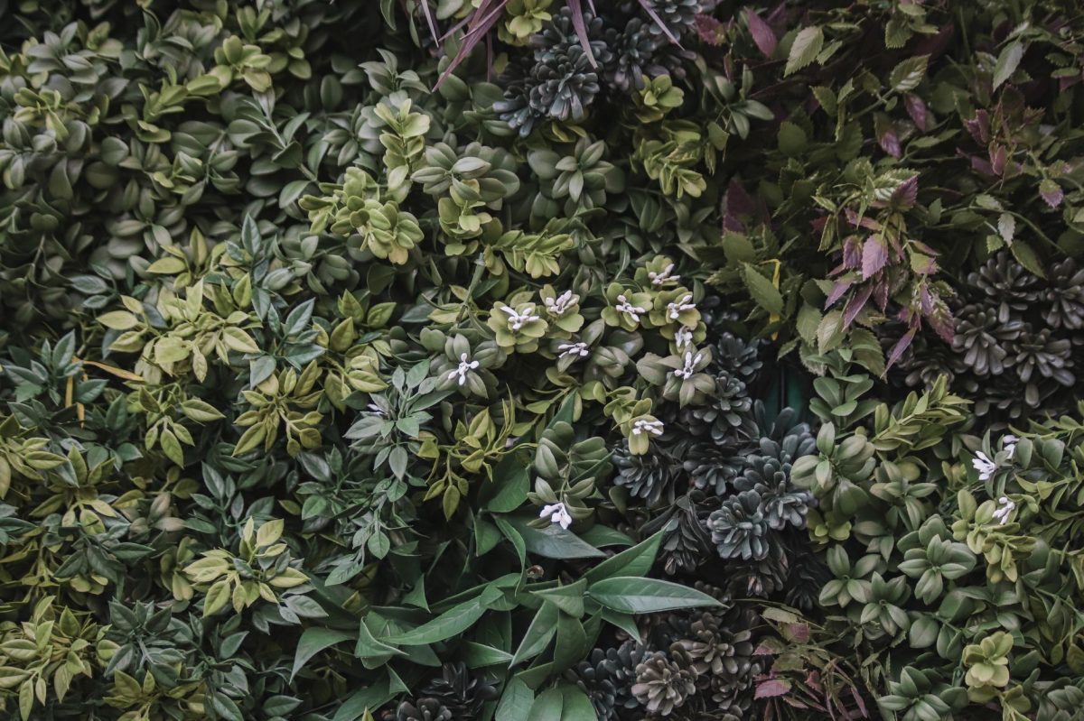Why Africa's Great Green Wall Is Spreading Across the Continent — And What It Really Means —