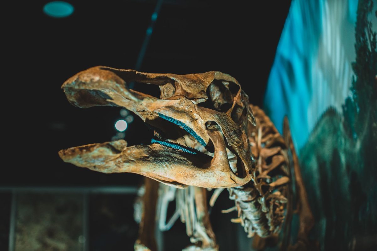 Expose: The Mystery Behind T. Rex 'Gus' $50 Million Sale