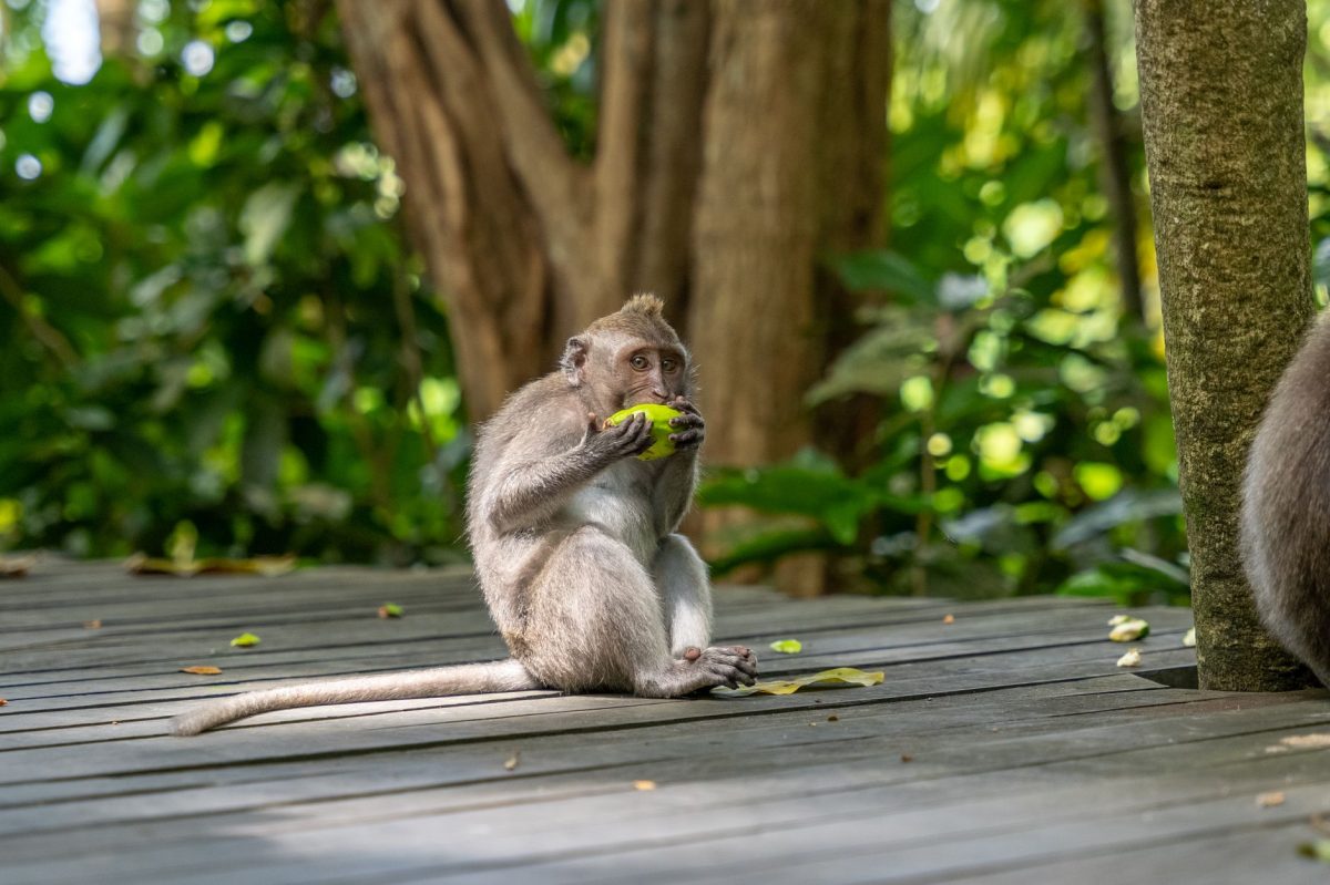 New Monkey Species with Orange Lips Discovered in DRC Forest