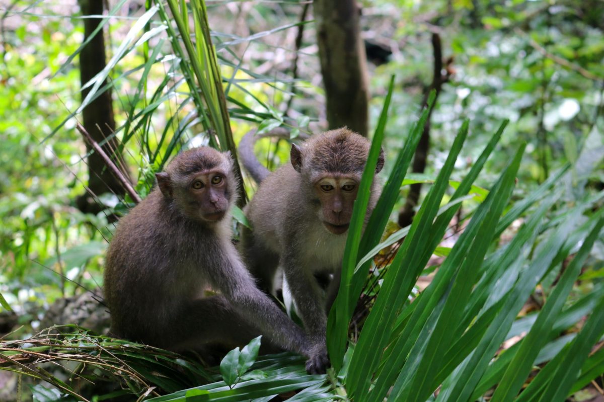 Scientists Confirm New Monkey Species in Congo: Colobus congoensis Identified