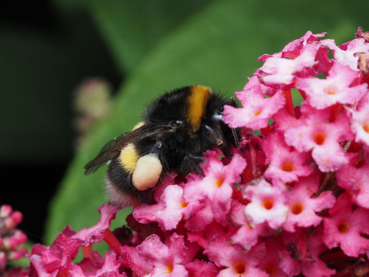 Timeline: How UK Bumblebees are Struggling with Heatwaves - And What Comes Next