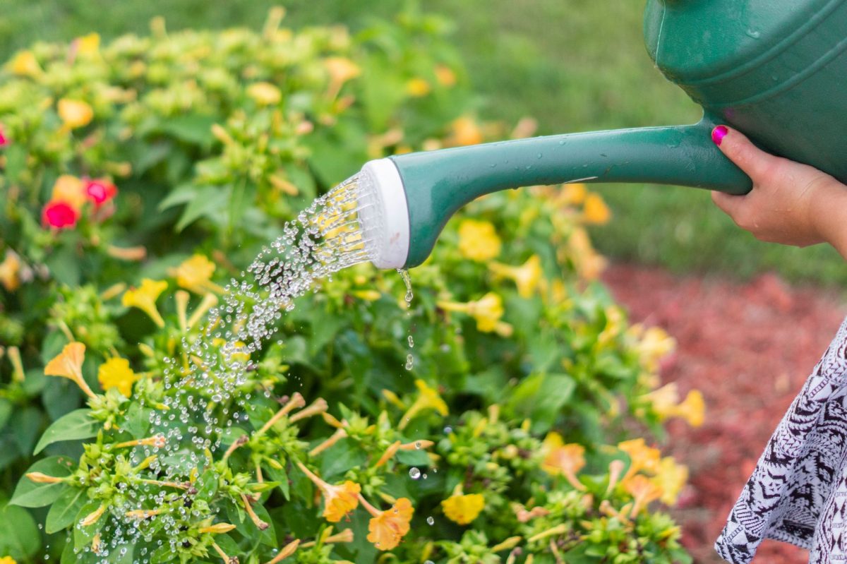 Hosepipe Ban Fines Explained: What You Need to Know During Restrictions in England and Wales