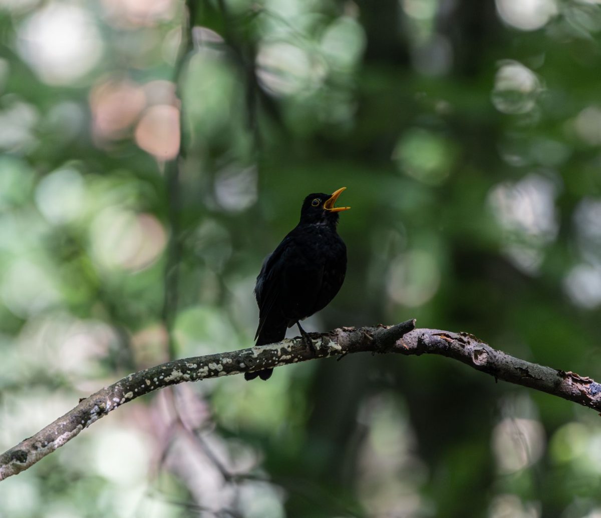 Explained: The Building Blocks of Birds' Spectacular Diversity