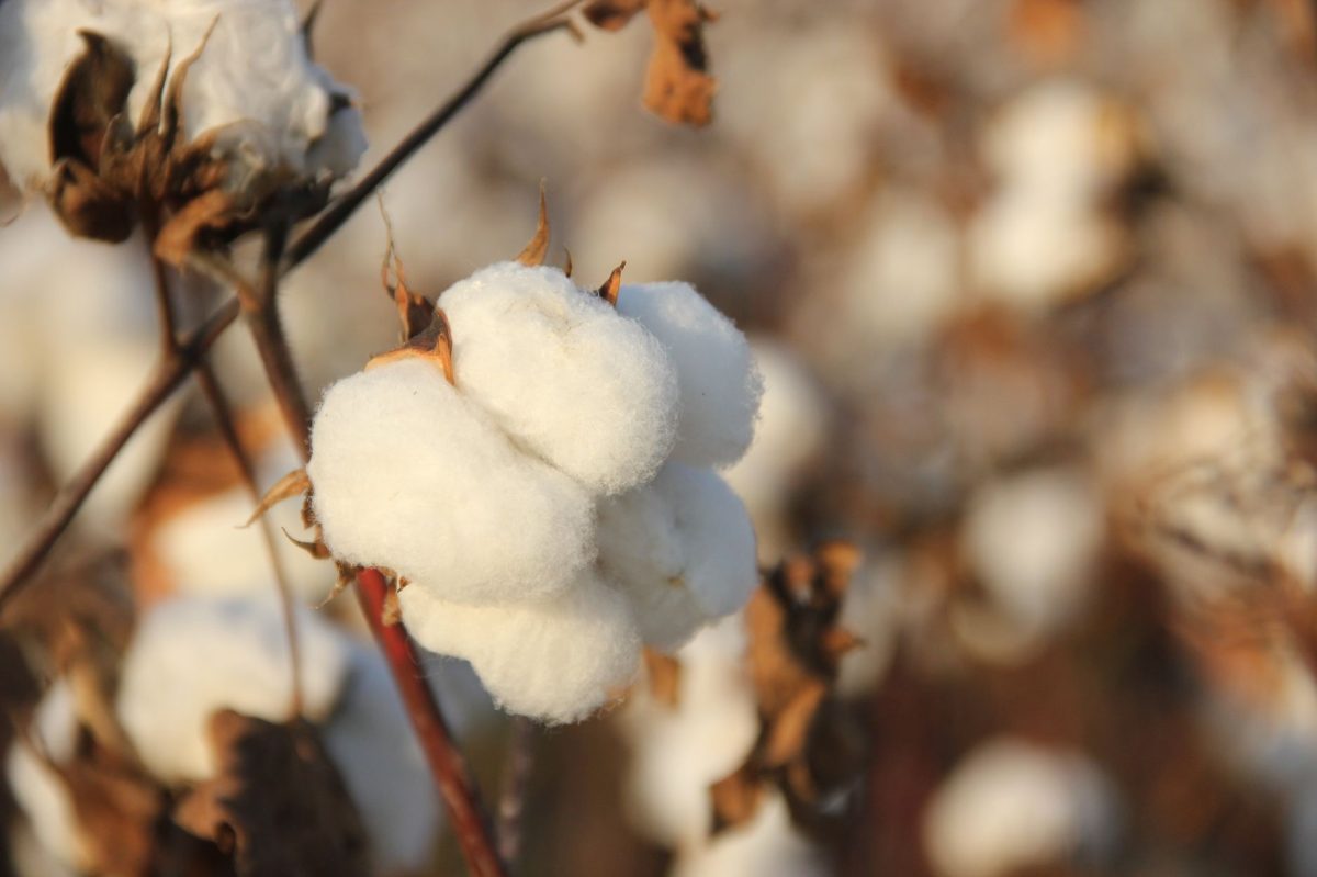 Zimbabwe: Hybrid Seed Leading Revival of Cotton Farming in Zimbabwe