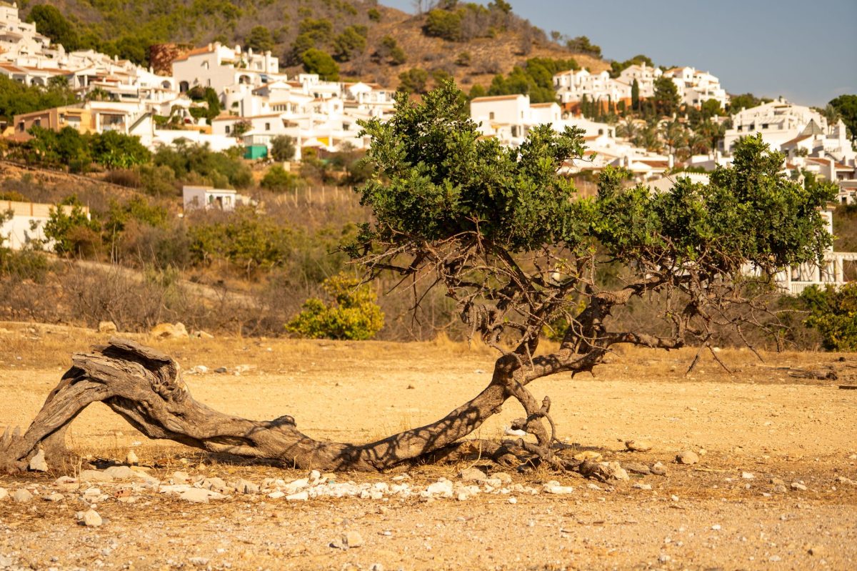 Israeli Army Issues Military Orders to Uproot Olive Groves in Jenin