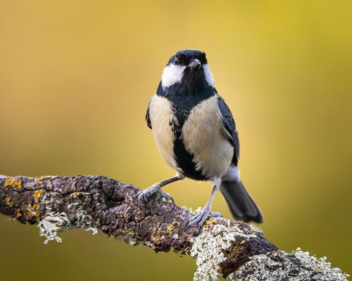 Birders Flock to Shazam-Like Apps to Identify Avians in Real-Time