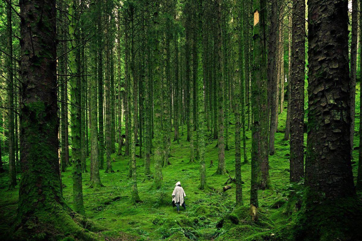 Bussaco National Forest becomes Iberian Peninsula's first certified Therapeutic Forest