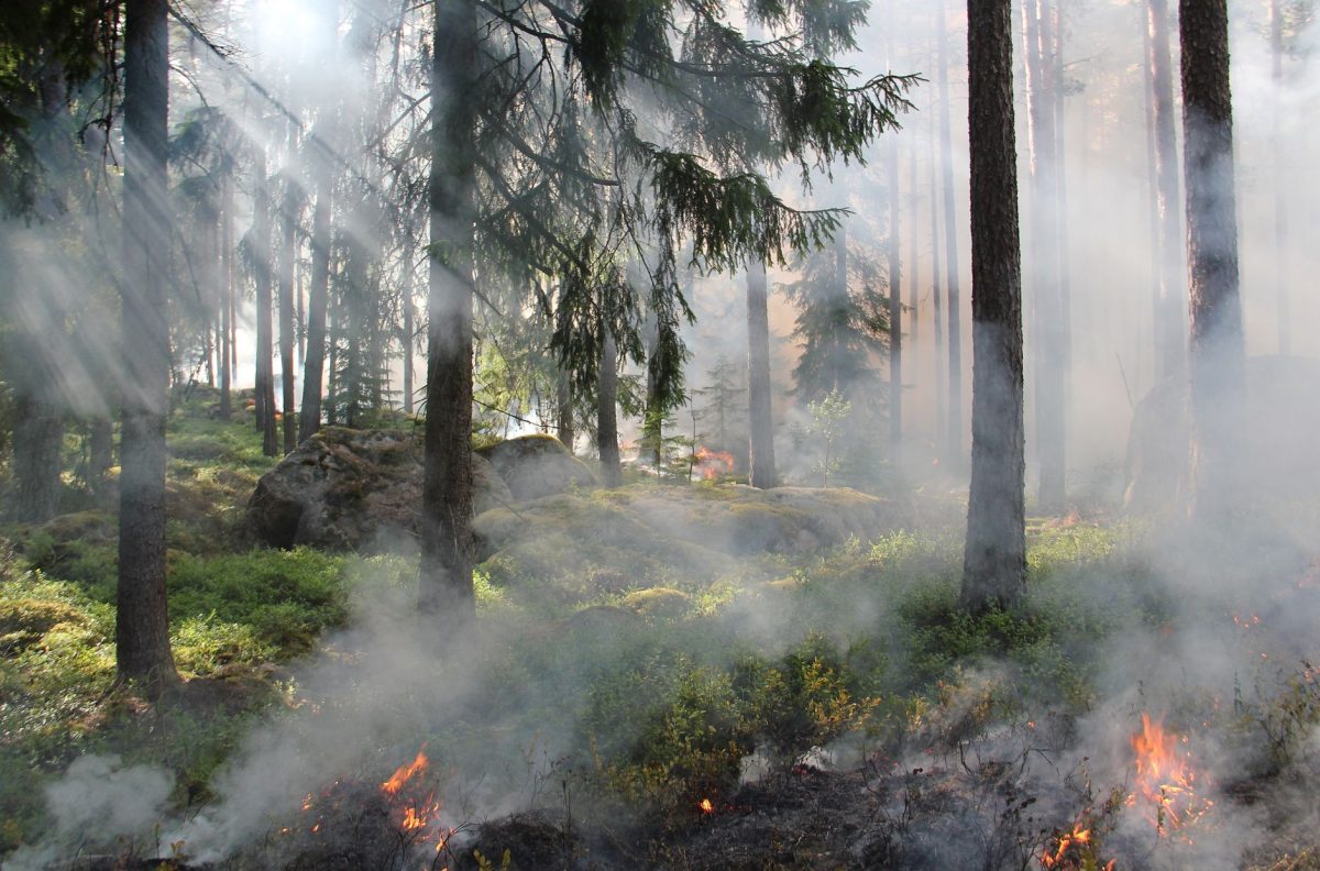 France's Southwest Wildfire Remains Unstable, Forces 220,000 People Out of Their Homes