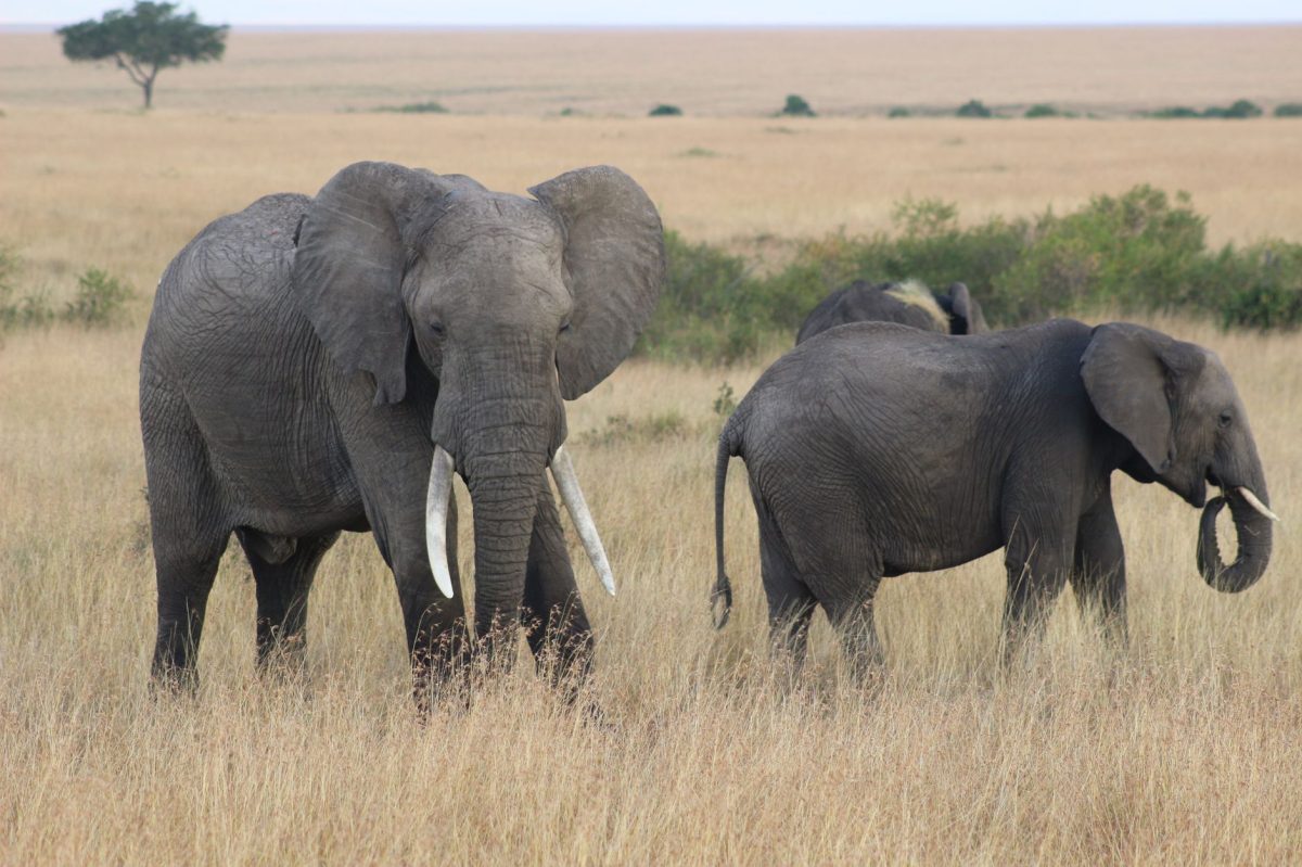 Inside The Mysterious Elephant Deaths in Southern Kenya
