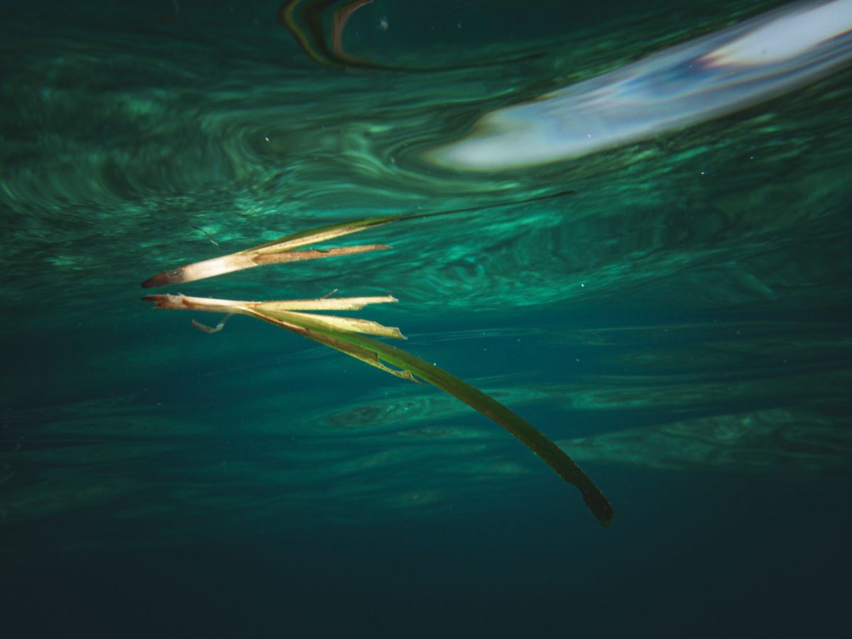Ask: Why the Elusive 'Pink Zebra' Seaweed Has Captivated a Scientist for Decades