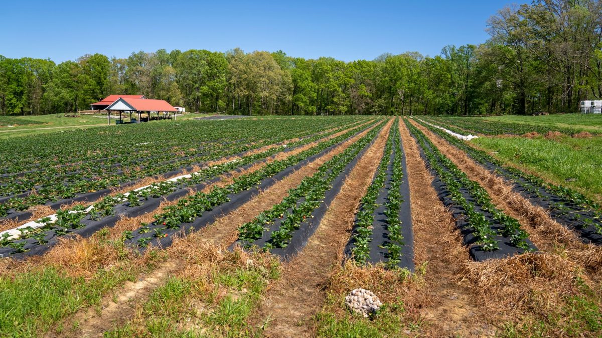 Investigation: India Seeks to Join Strawberry Superpowers Through Breeding Programs