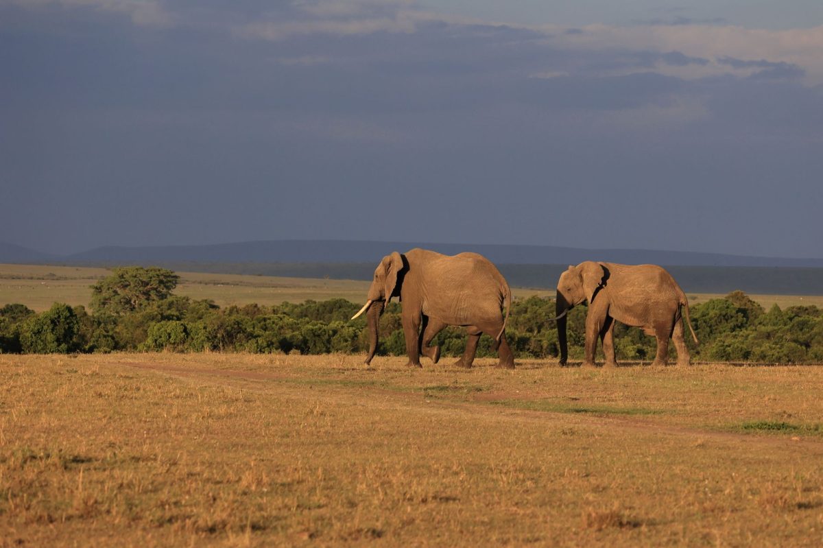 15 Elephants Die in Amboseli Due to Suspected Cyanide Poisoning