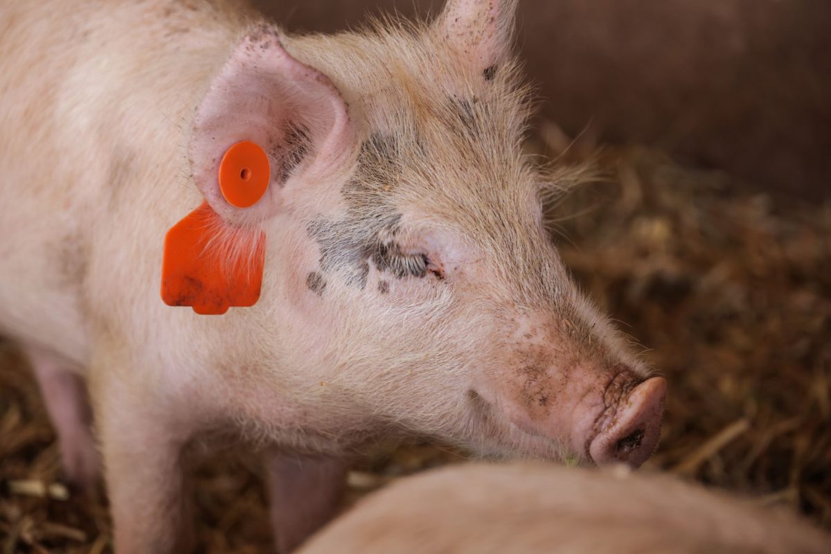 Chinese AI 'Tail-Tracking' Robot Delivers Needle-Free Pig Vaccinations with 93% Accuracy in China
