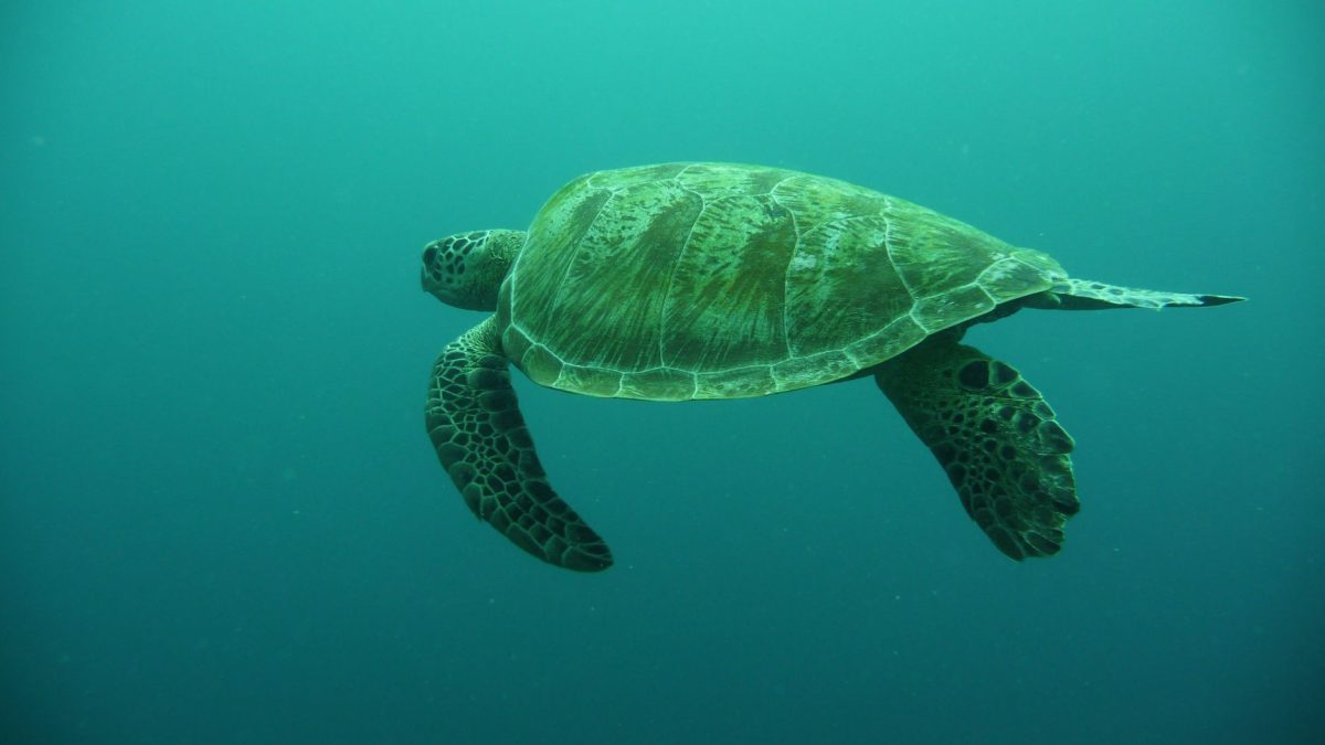 Rare Caribbean Turtle Embarks on 5,000-Mile Journey Back Home